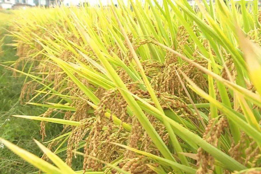 楚粳23號 楚粳23號
