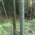 毛竹(貓頭竹) 毛竹(貓頭竹)