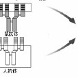 嵌合抗體 嵌合抗體