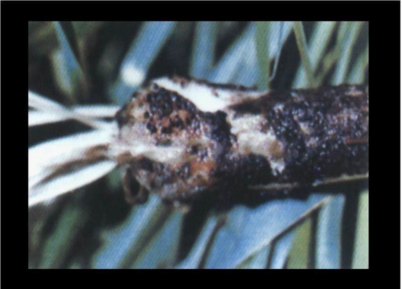 小核盤菌 小核盤菌