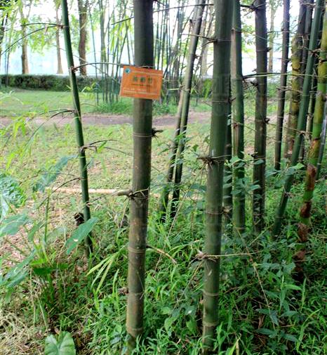 版納庫-油箣竹群體