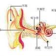 粘連性中耳炎的手術治療