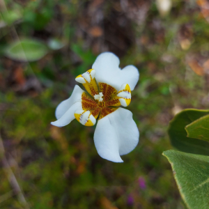 Hesperoxiphion niveum