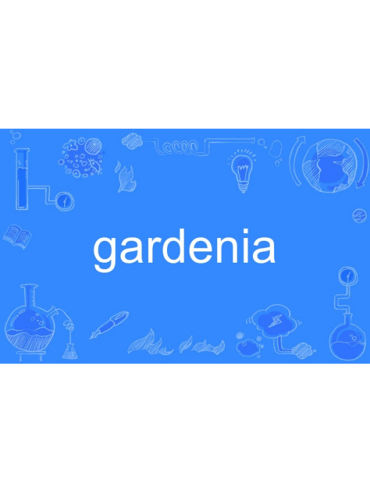 Gardenia Gardenia