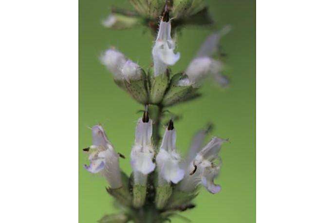 Ajuga reptans \x27Toffee Chip\x27 Ajuga reptans \x27Toffee Chip\x27