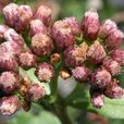 緬甸針苞菊 緬甸針苞菊