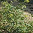 糖芥系 糖芥系