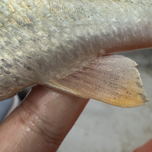 屈氏叫姑魚 屈氏叫姑魚