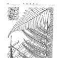小黑桫欏 小黑桫欏