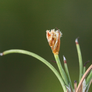Anarthria polyphylla