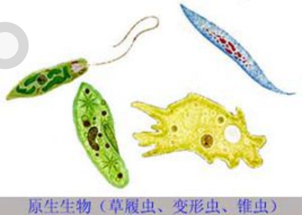 原生動物亞界 原生動物亞界