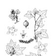 尖葉茶藨子 尖葉茶藨子