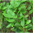 網脈山龍眼(中醫藥) 網脈山龍眼(中醫藥)