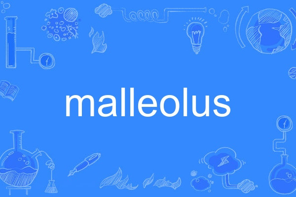 malleolus malleolus