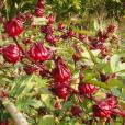 洛神葵(Roselle)