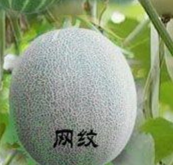 翠甜 翠甜