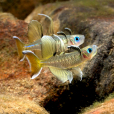 鯔銀漢魚 鯔銀漢魚