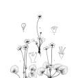 城口梅花草 城口梅花草