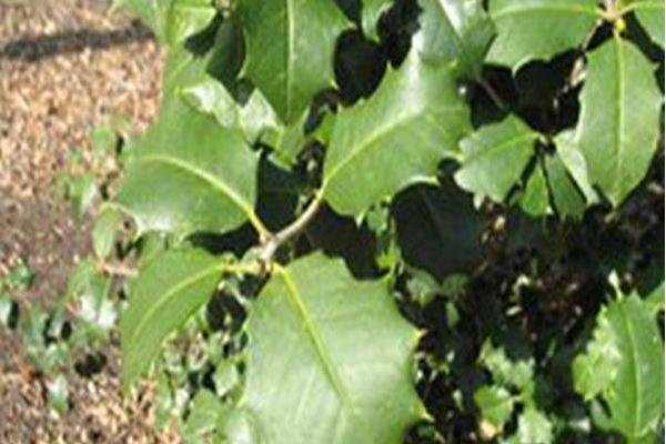 Ilex opaca \x27Waysides Christmas Tree\x27