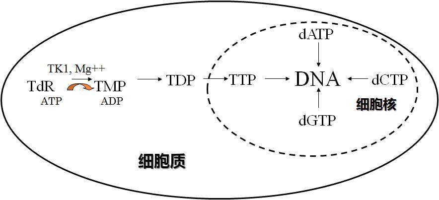 TK1在細胞增殖DNA合成中的作用