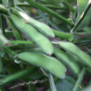 大豆(Glycine max)