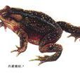 西藏蟾蜍