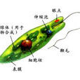 綠眼蟲 綠眼蟲
