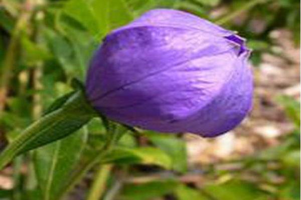 Platycodon grandiflorus \x27Misato Purple\x27