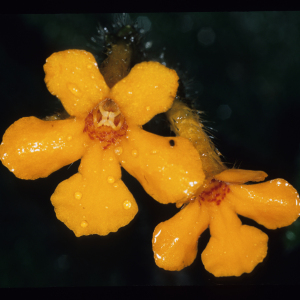 Cremosperma hirsutissimum