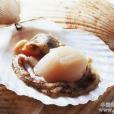 扇貝製品 扇貝製品
