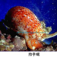 泡芋螺 泡芋螺