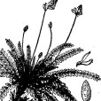 密花棘豆 密花棘豆