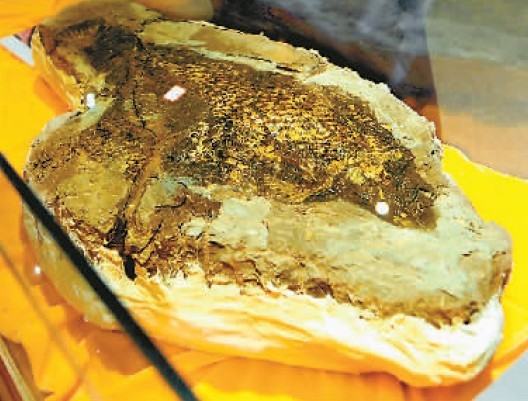 北渡魚魚化石