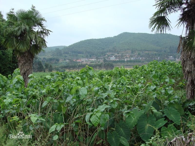 漁壩村(雲南省楚雄市東瓜鎮漁壩村) 漁壩村(雲南省楚雄市東瓜鎮漁壩村)