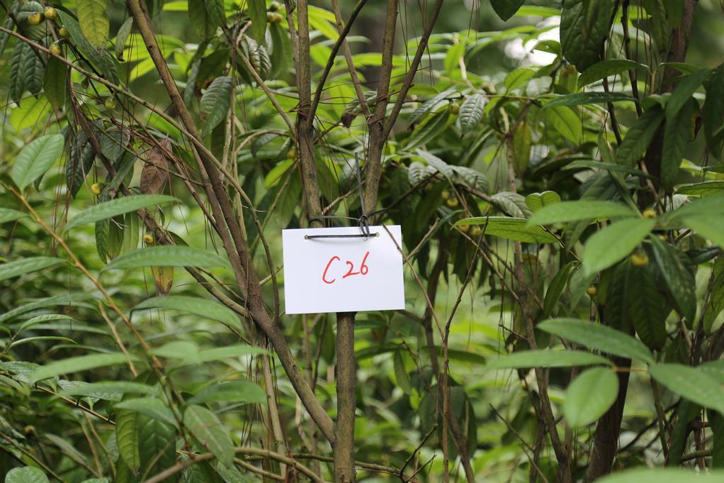 金花茶優樹FS026 金花茶優樹FS026