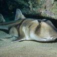 澳大利亞虎鯊