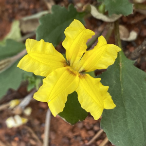 Goodenia peacockiana