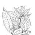 厚短蕊茶 厚短蕊茶