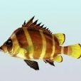 橫帶髭鯛(橫帶此鮆鯛) 橫帶髭鯛(橫帶此鮆鯛)