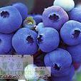 藍莓品種—迪克西(Dixi)