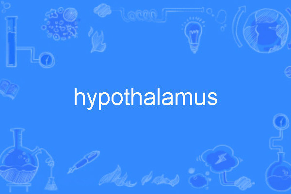 hypothalamus hypothalamus