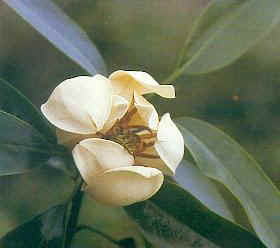 雲南擬單性木蘭