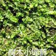 腐木小錦蘚 腐木小錦蘚