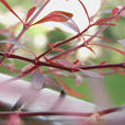 紅田烏草(紅田烏草) 紅田烏草(紅田烏草)