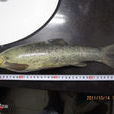 四川裂腹魚