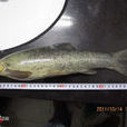 四川裂腹魚 四川裂腹魚