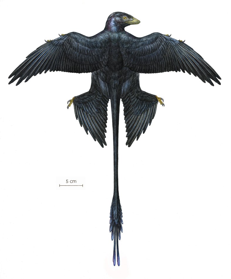 小盜龍（Microraptor），屬於近鳥類