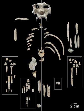 Pierolapithecus catalaunicus骨骼照片