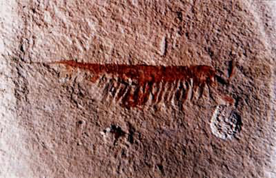 腔腸動物化石