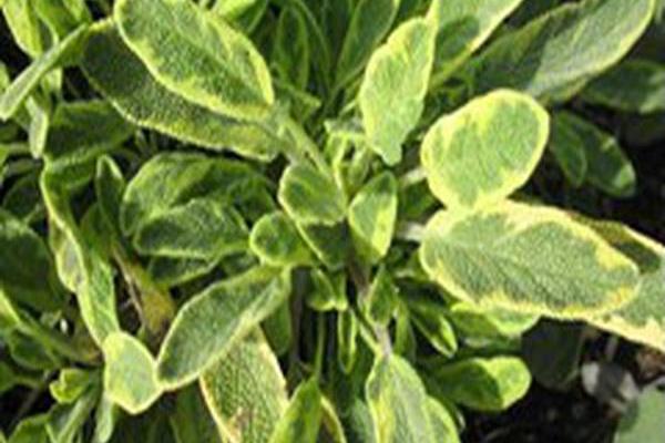 Salvia officinalis \x27Icterina\x27